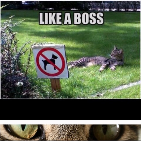 Classic Black Leather Pants Sexy And Sophisticated - Picture 6 of 8